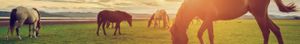 Country and Equestrian Magazines main image